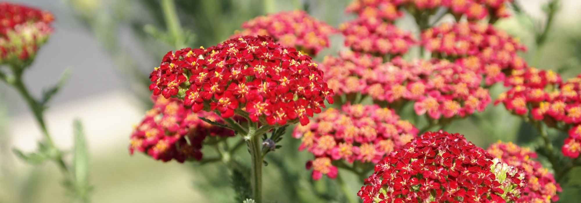 Growing Yarrow in a Pot: Our Tips