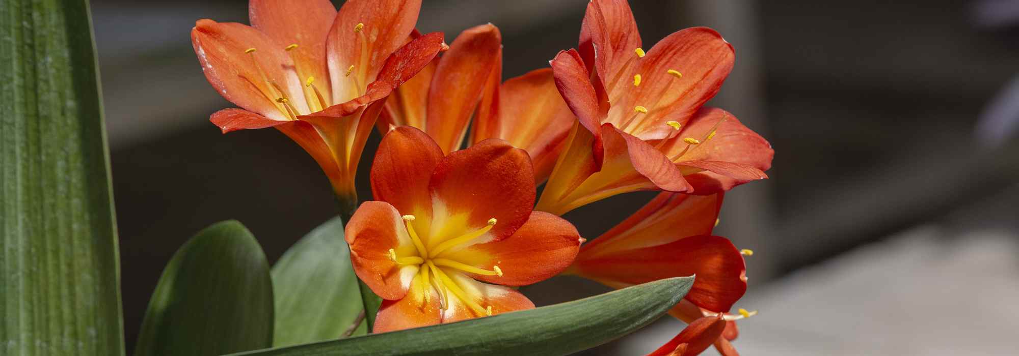 Growing a Clivia Indoors