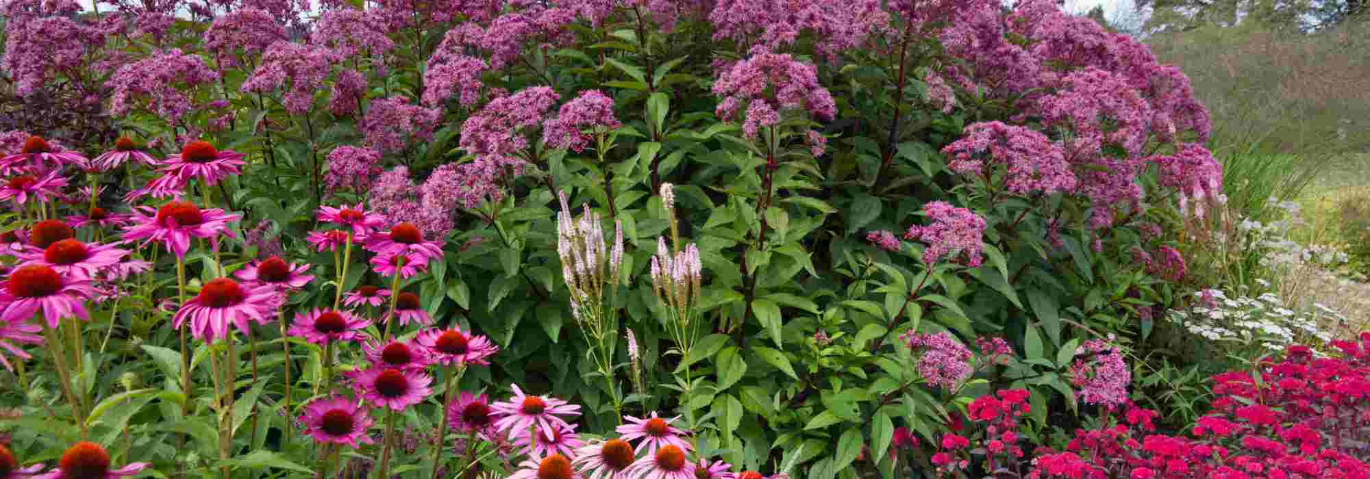 <h2>Inflorescences: Everything You Need to Know About the Different Forms of Plant Flowering</h2>

<p>When it comes to the fascinating world of flora, understanding the various forms of flowering can greatly enhance your appreciation of plants. Inflorescences, or the arrangement of flowers on a plant, come in a myriad of shapes and structures, each with its own unique charm and function.</p>

<p>From the simple solitary flower to the complex compound inflorescences, the diversity in flowering patterns is truly remarkable. Whether you're a gardening enthusiast or a professional horticulturist, recognising these different forms can help you better care for your young plants and create stunning garden displays.</p>

<p>Let's delve into the main types of inflorescences:</p>

<ul>
  <li><strong>Solitary Flowers:</strong> These are single flowers that grow on their own, often at the end of a stem. Examples include the classic rose and the elegant tulip.</li>
  <li><strong>Racemes:</strong> Characterised by a central stem with flowers attached by short stalks, racemes are seen in plants like the lupin and the foxglove.</li>
  <li><strong>Spikes:</strong> Similar to racemes but without stalks, spikes are found in plants such as lavender and wheat.</li>
  <li><strong>Umbrels:</strong> These are umbrella-like clusters where all the flower stalks originate from a single point. The carrot family, including parsley and dill, often exhibit this form.</li>
  <li><strong>Corymbs:</strong> In this arrangement, the flowers are arranged in a flat-topped cluster, with the outer flowers blooming first. Examples include the hawthorn and the yarrow.</li>
  <li><strong>Panicles:</strong> These are branched clusters of flowers, often seen in grasses and some shrubs like the lilac.</li>
</ul>

<p>Understanding these different forms of flowering not only enriches your botanical knowledge but also aids in identifying plants and planning your garden layout. Whether you're cultivating a wildflower meadow or a formal garden, the variety of inflorescences can add depth and interest to your planting schemes.</p>

<p>So, next time you're out in the garden or walking through a park, take a moment to observe the intricate patterns of flowering. You'll be amazed at the beauty and complexity of nature's designs.</p>