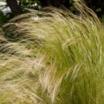 How to divide <em>Stipa</em> to successfully propagate it?