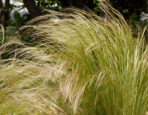 How to divide <em>Stipa</em> to successfully propagate it?