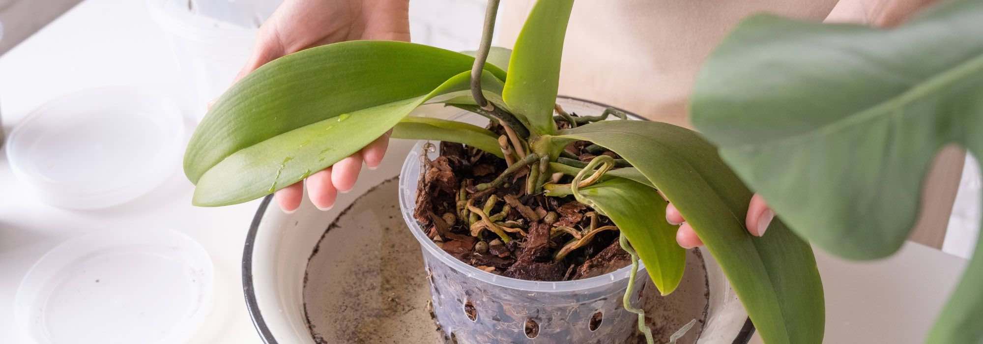 Caring for Phalaenopsis Orchids Throughout the Seasons