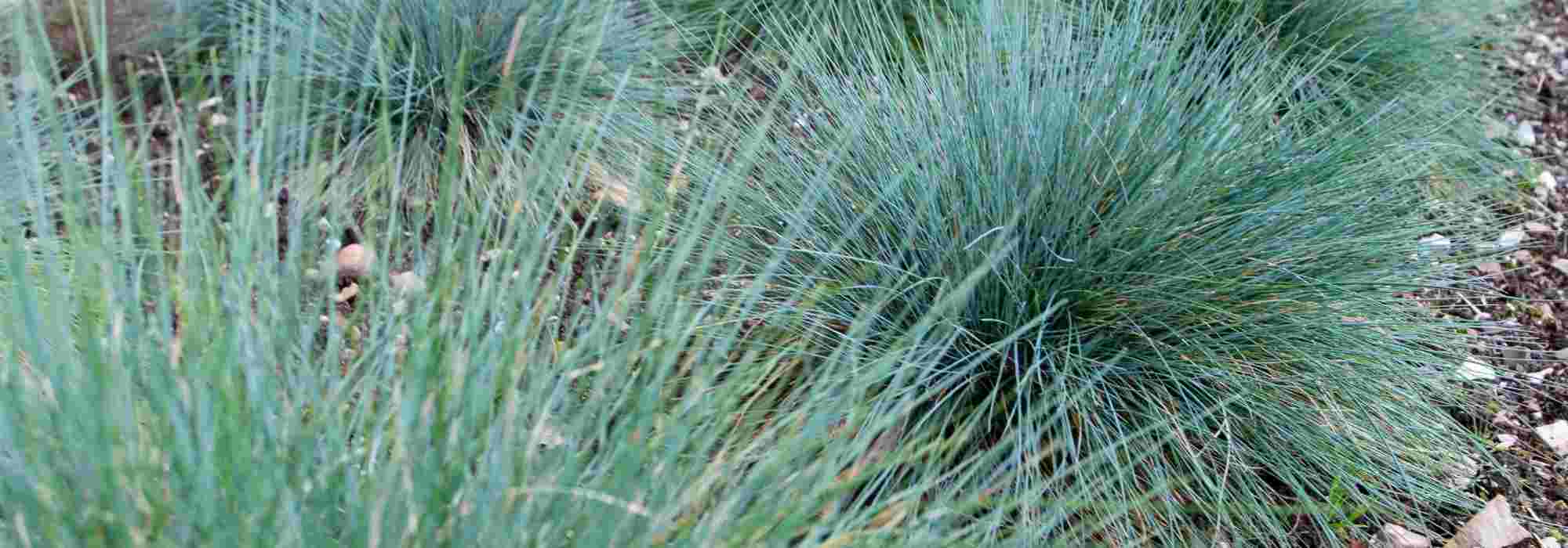 Which grasses to plant in a small garden?