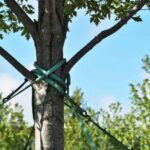 How to guy a tree?