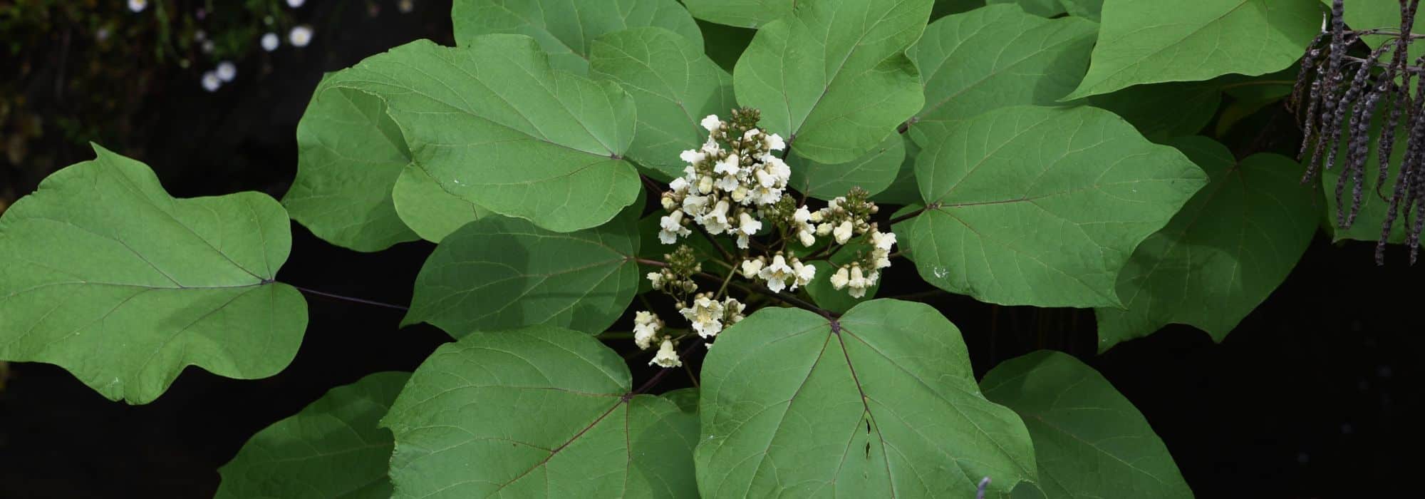 Planting and Growing a Catalpa in a Pot