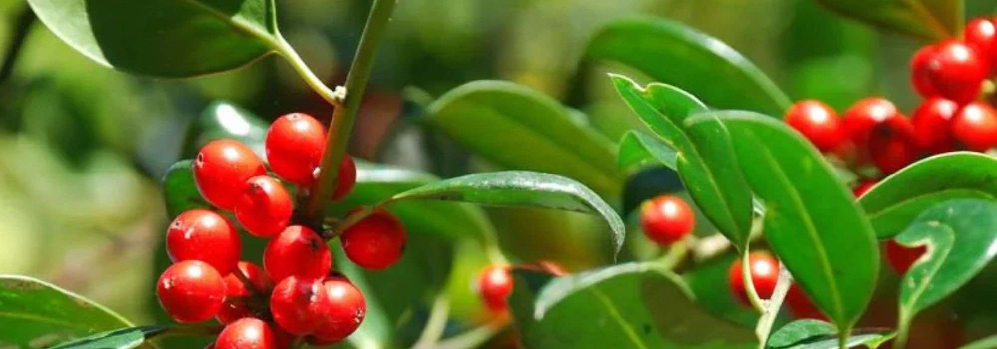 Thornless Holly: Our Varieties for an Elegant and Accessible Garden