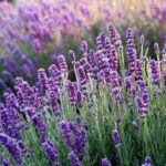 How to prepare lavender manure?