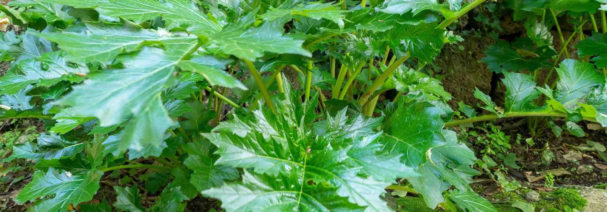 Diseases and Parasites of Acanthus