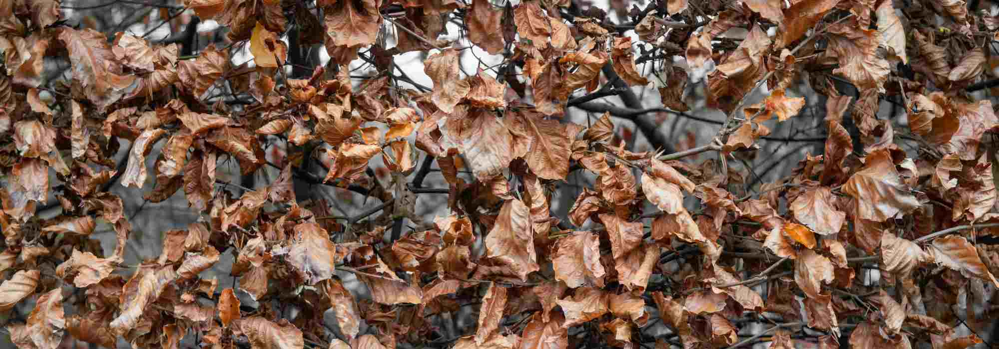 What is marcescence?