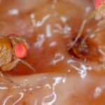 Asian fruit fly: what is this pest affecting fruit trees?