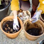 How to plant spring bulbs in pots or window boxes?