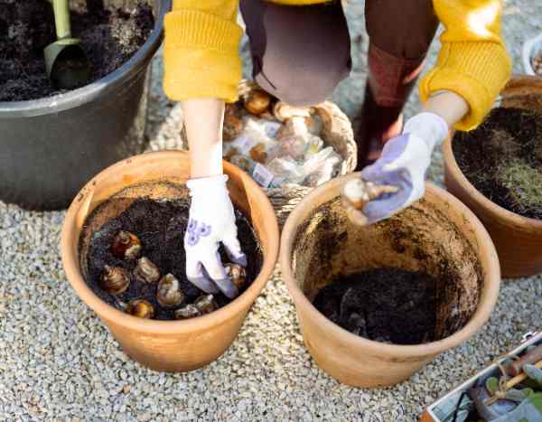 How to plant spring bulbs in pots or window boxes?