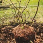 How to plant a bush?