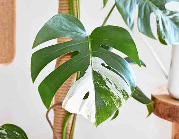 When leaves lose their colour: the world of albino plants