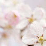 Which white-flowering ornamental cherry trees choosing for your garden?