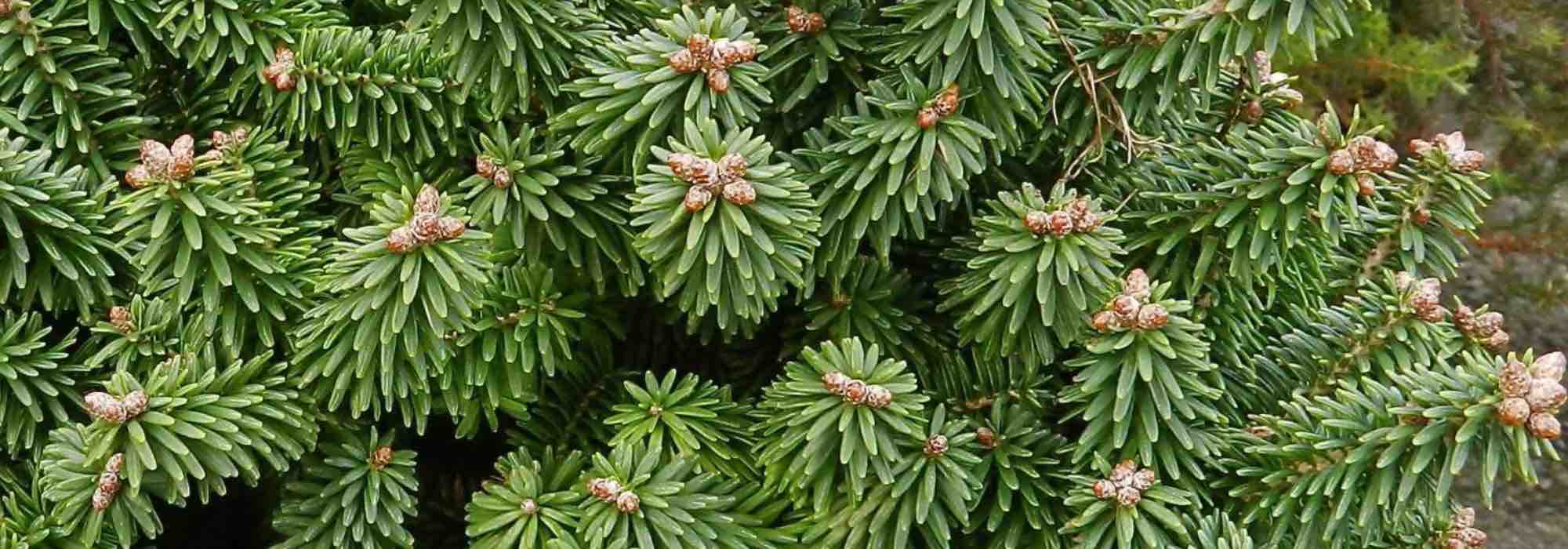 Firs: Discover the benefits of various varieties