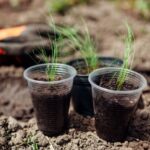 How to sow <em>Stipa</em>?