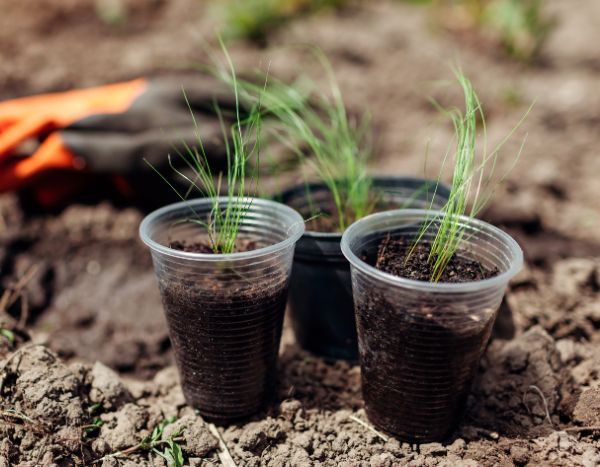 How to sow <em>Stipa</em>?