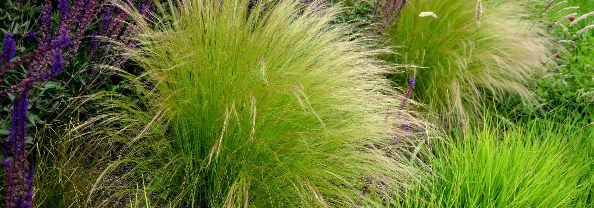 Stipa: which variety to choose for your garden?