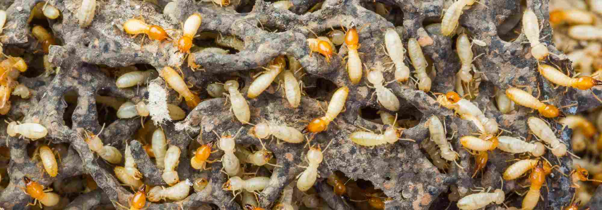 Termites: The Hidden Menace of Your Garden and Home?
