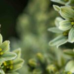 Discover green-flowered perennials, gems of the plant world