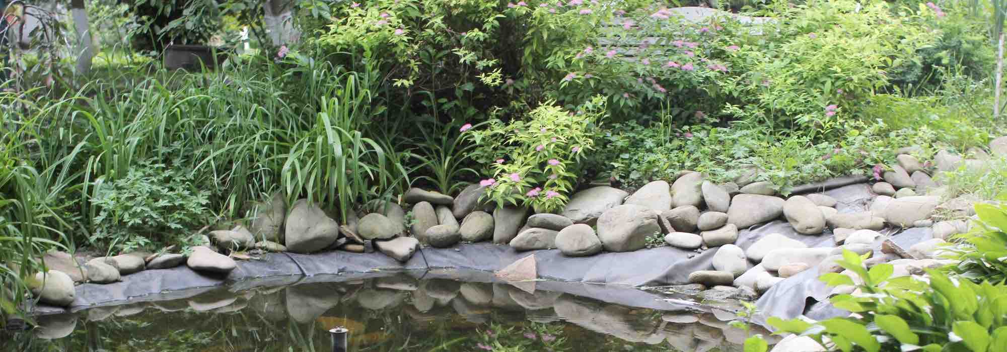The Best Perennials to Brighten Up Damp Shaded Areas