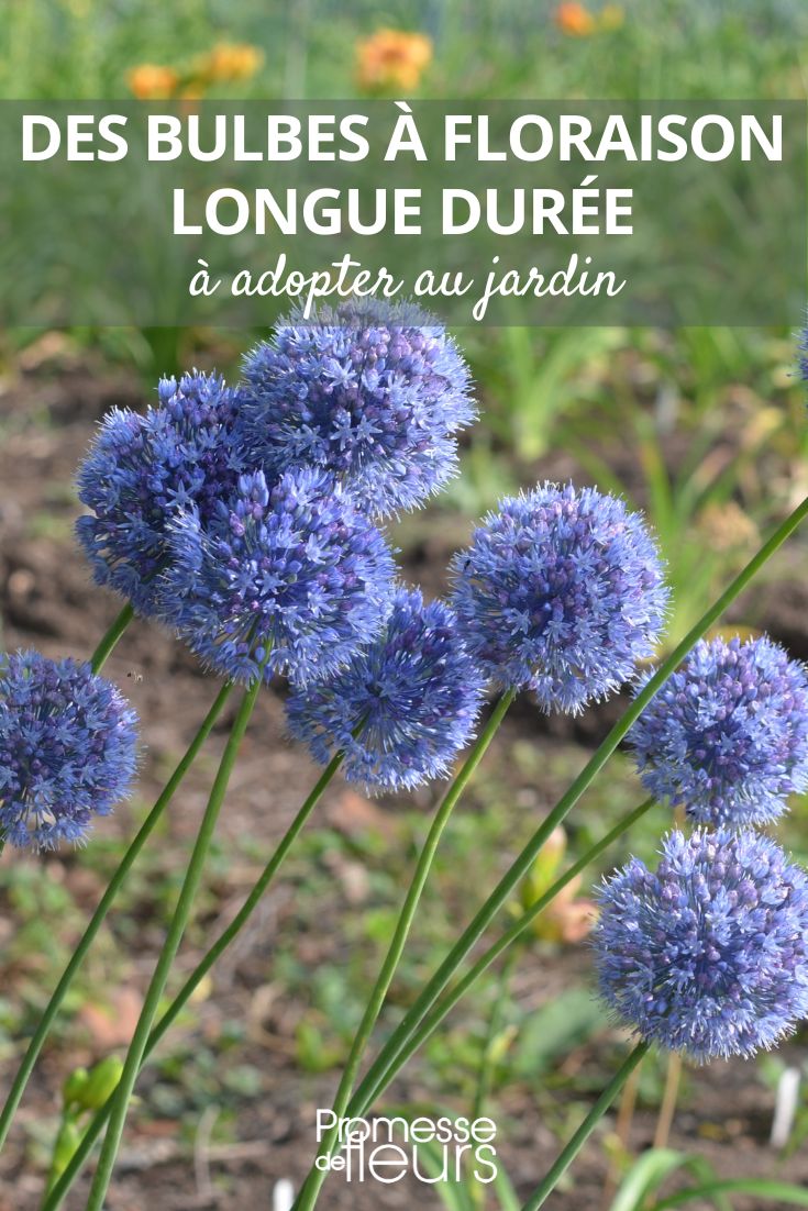 Allium is a genus of monocotyledonous flowering plants that includes hundreds of species, including the cultivated onion, garlic, scallion, shallot, leek, and chives. Members of the Allium genus are known for their distinctive odor and flavor, which is due to their production of organosulfur compounds. Many Allium species are used as food plants, while others are grown for their ornamental value. The flowers of Allium plants are typically purple, pink, or white, and are borne in spherical umbels. Allium species are found throughout the Northern Hemisphere, with some species extending into the Southern Hemisphere.