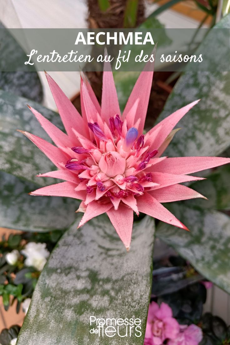Aechmea est un genre de plantes de la famille des Broméliacées. Ces plantes sont originaires des régions tropicales d'Amérique du Sud et sont appréciées pour leurs feuilles colorées et leurs inflorescences spectaculaires. Les fleurs d'Aechmea sont souvent de couleur vive, comme le rose, le rouge ou le violet, et sont regroupées en épis ou en grappes au sommet de la plante. Elles peuvent être utilisées comme plantes d'intérieur ou d'extérieur, en fonction des espèces et des conditions de culture.