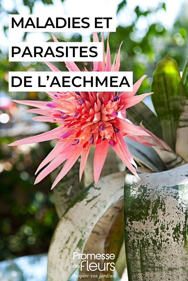 L'Aechmea est une plante d'intérieur très appréciée pour ses magnifiques feuilles et ses fleurs colorées. Pour en prendre soin, voici quelques conseils :

1. **Lumière** : Placez votre Aechmea dans un endroit lumineux, mais sans lumière directe du soleil qui pourrait brûler ses feuilles.

2. **Température** : Cette plante apprécie les températures entre 18°C et 24°C. Évitez les courants d'air froids.

3. **Arrosage** : Arrosez régulièrement en veillant à ce que l'eau ne stagne pas dans la rosette de feuilles au centre de la plante. Utilisez de l'eau non calcaire.

4. **Humidité** : L'Aechmea aime l'humidité. Vous pouvez vaporiser de l'eau sur ses feuilles ou placer un récipient d'eau à proximité.

5. **Engrais** : Fertilisez votre plante une fois par mois avec un engrais liquide pour plantes d'intérieur.

6. **Entretien** : Retirez les feuilles fanées et les fleurs fanées pour favoriser la croissance de nouvelles pousses.

En suivant ces conseils, votre Aechmea devrait s'épanouir et vous offrir de belles floraisons.