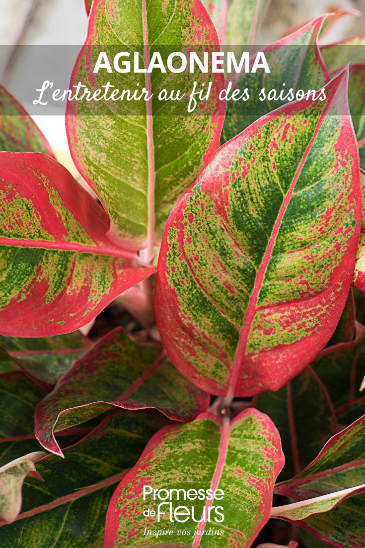 Aglaonema Care Throughout the Seasons L'Aglaonema, également connue sous le nom de "plante chinoise d'Evergreen", est une plante d'intérieur populaire appréciée pour ses feuilles colorées et attrayantes. Originaire des régions tropicales d'Asie du Sud-Est, l'Aglaonema est une plante facile à entretenir, idéale pour apporter une touche de verdure à votre intérieur.
Les feuilles de l'Aglaonema peuvent présenter une variété de motifs et de couleurs, allant du vert foncé au rose vif en passant par le blanc crème. Cette diversité en fait un choix décoratif parfait pour différentes ambiances et styles de décoration intérieure.
En termes de soins, l'Aglaonema préfère les endroits lumineux mais sans lumière directe du soleil. Elle s'adapte bien à des conditions de faible luminosité, ce qui en fait une plante idéale pour les pièces moins éclairées. Veillez à maintenir le sol légèrement humide mais pas détrempé, et à fertiliser la plante régulièrement pour favoriser sa croissance.
En résumé, l'Aglaonema est une plante d'intérieur attrayante, facile à entretenir et parfaite pour apporter une touche de nature à votre espace de vie.