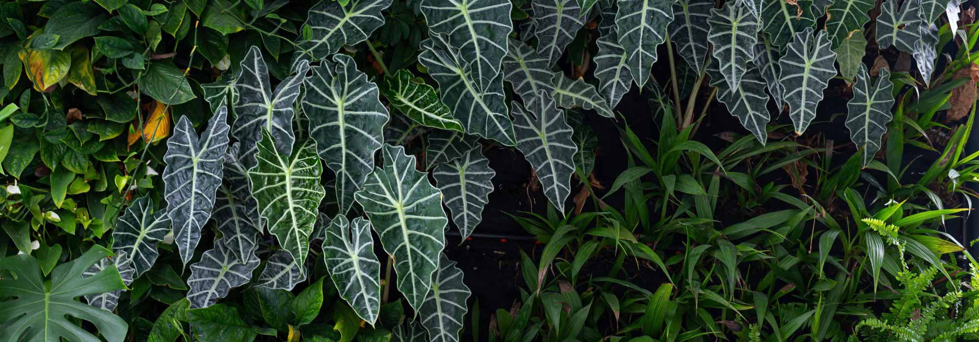 Alocasia - Elephant's ear : growing and caring