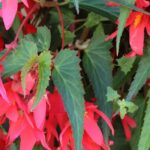 Diseases and parasitic pests of indoor begonias