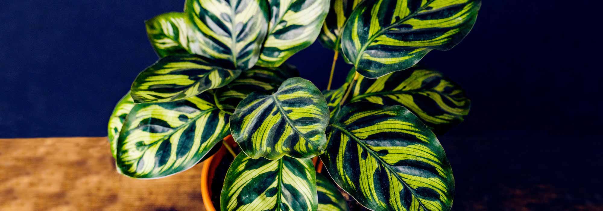 Calathea: Varieties, Cultivation, Care
