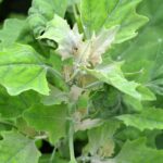 How to recognise goosefoot (fat hen) and get rid of it in the garden?