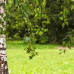 Gardening for beginners: choosing a tree suited to your garden in six simple steps