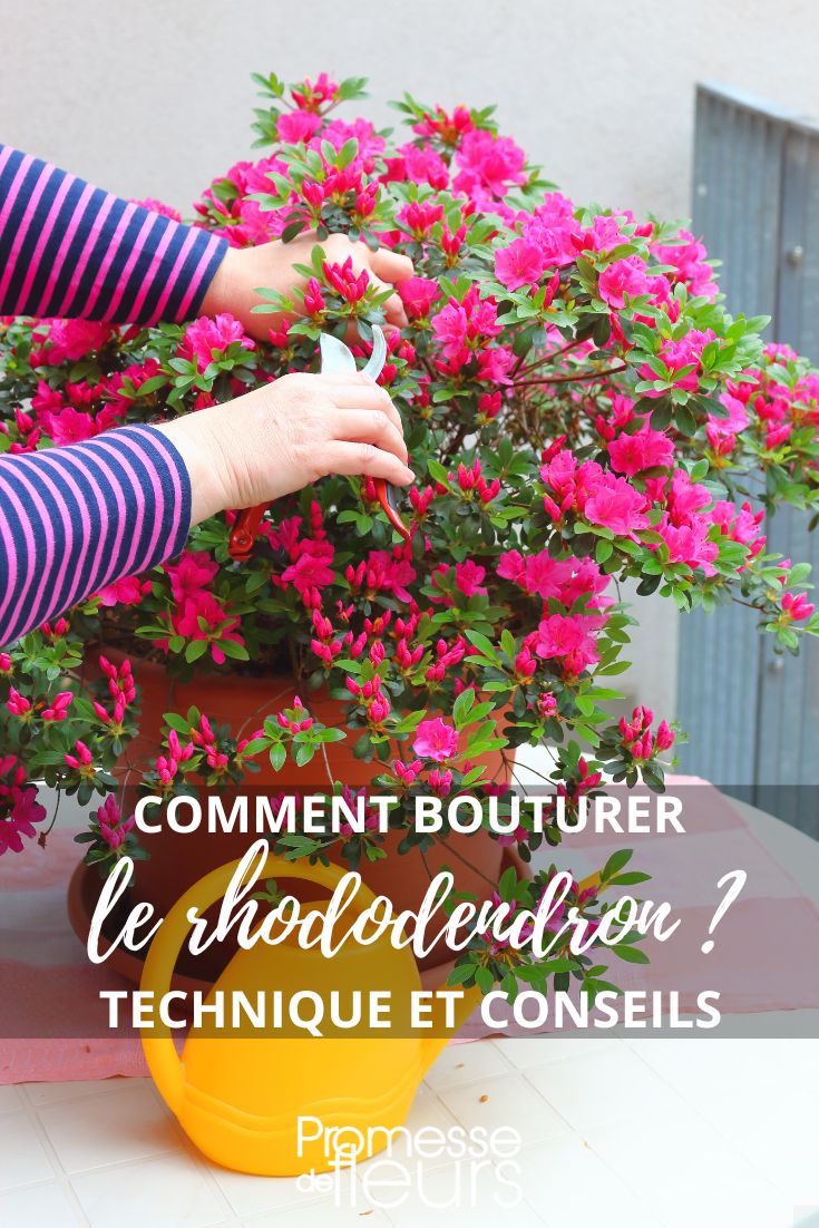 Le rododendron est un arbuste très apprécié pour sa floraison spectaculaire et colorée. Pour le maintenir en bonne santé et favoriser sa croissance, il est important de bien maîtriser sa taille et son bouturage.

**Taille du rododendron :**

La taille du rododendron est essentielle pour lui permettre de conserver une forme harmonieuse et favoriser une floraison abondante. Il est recommandé de tailler après la floraison, en général au printemps ou en été. Il est conseillé de supprimer les branches mortes, malades ou abîmées, ainsi que les branches qui se croisent pour aérer le centre de l'arbuste. Il est également possible de raccourcir légèrement les branches pour favoriser la ramification et la floraison.

**Bouturage du rododendron :**

Le bouturage est une méthode de multiplication efficace pour le rododendron. Il est préférable de réaliser des boutures semi-ligneuses en été. Pour cela, prélevez des boutures d'environ 10 à 15 cm de longueur sur des tiges non fleuries. Retirez les feuilles du bas de la tige et trempez l'extrémité dans de l'hormone de bouturage. Plantez les boutures dans un mélange de terreau et de sable, et maintenez le substrat humide. Placez les boutures dans un endroit lumineux sans soleil direct et veillez à maintenir une humidité constante.

En suivant ces conseils de taille et de bouturage, vous pourrez profiter pleinement de la beauté du rododendron dans votre jardin.
