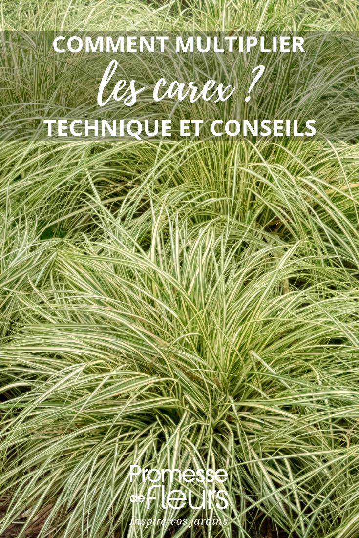 Pour diviser les carex ou laiches, il est recommandé de suivre ces étapes :

1. Creuser autour de la touffe de carex en veillant à ne pas endommager les racines.
2. Soulever délicatement la touffe à l'aide d'une fourche bêche ou d'une pelle.
3. Diviser la touffe en plusieurs parties à l'aide d'un couteau bien aiguisé, en veillant à ce que chaque division ait des racines et des pousses.
4. Replanter chaque division dans un nouvel emplacement en veillant à bien arroser.
5. Veiller à ce que les nouvelles plantations reçoivent suffisamment d'eau et de lumière pour favoriser leur reprise.

Il est recommandé de diviser les carex tous les 2 à 3 ans pour maintenir leur vigueur et favoriser leur croissance.