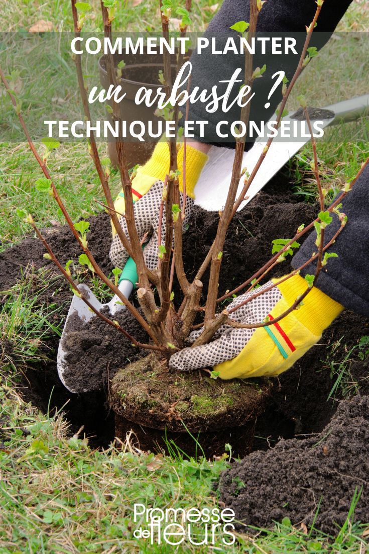 Planting a bush in the garden