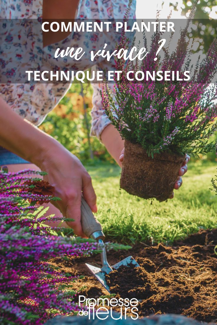 plant a perennial plant