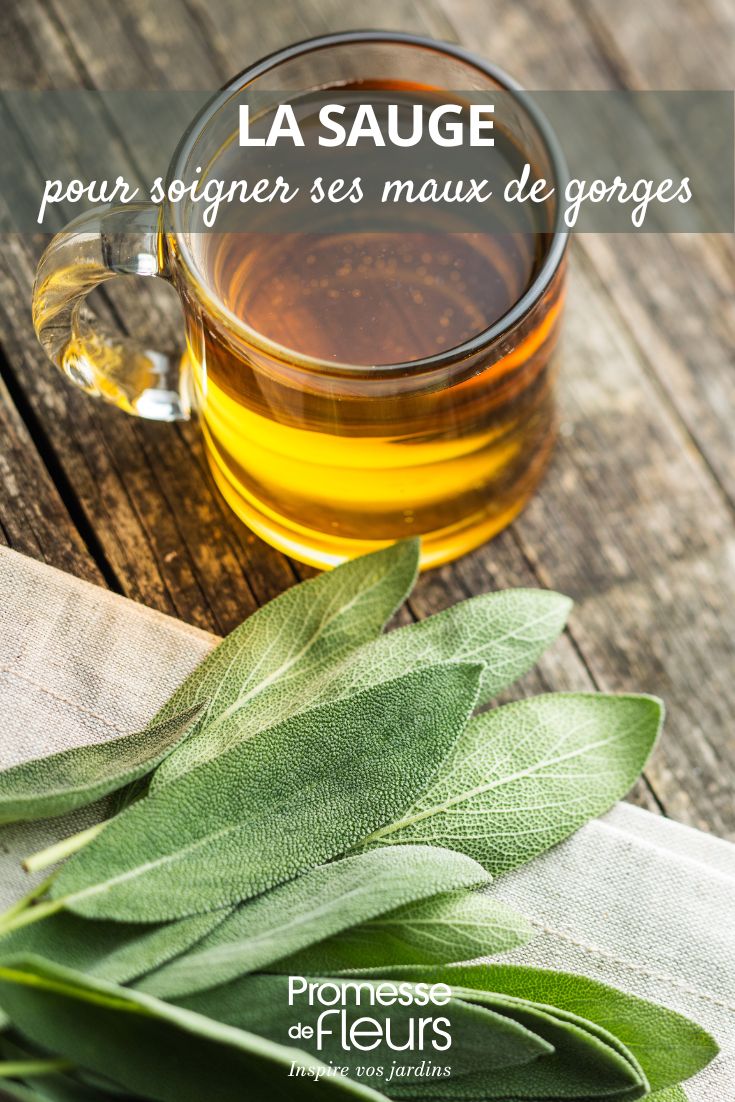 La sauge est une plante aromatique très appréciée en cuisine pour son parfum et ses propriétés médicinales. Mais saviez-vous qu'elle peut également être utilisée pour préparer des tisanes et des infusions bénéfiques pour la santé ?

La tisane de sauge est connue pour ses vertus digestives et apaisantes. Pour la préparer, il suffit de verser de l'eau chaude sur quelques feuilles de sauge fraîches ou séchées, et de laisser infuser quelques minutes avant de déguster.

L'infusion de sauge, quant à elle, est réputée pour ses propriétés antiseptiques et anti-inflammatoires. Elle peut être utile en cas de maux de gorge, de toux ou de problèmes de peau. Pour la préparer, il est recommandé de laisser infuser des feuilles de sauge dans de l'eau chaude pendant une dizaine de minutes.

En plus de leurs bienfaits pour la santé, les tisanes et infusions de sauge sont également délicieuses et faciles à préparer. N'hésitez pas à les intégrer à votre routine bien-être !