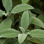 How to treat sore throats with sage?