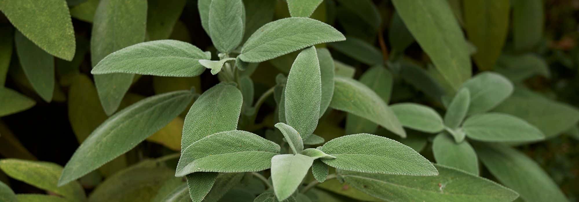 How to treat sore throats with sage?