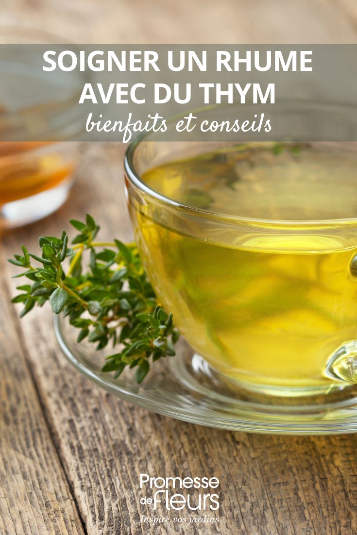 Thyme infusion can help treat a cold.