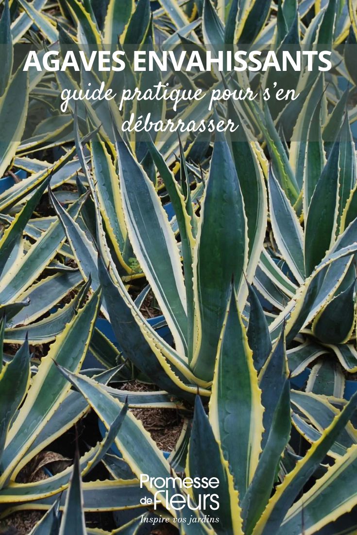 Invasive Agaves: Practical Guide to Get Rid of Them Les agaves sont des plantes succulentes appartenant à la famille des Agavaceae. Originaires des régions semi-désertiques d'Amérique du Nord, d'Amérique centrale et d'Amérique du Sud, ces plantes sont appréciées pour leur aspect graphique et leur facilité d'entretien. Les agaves se caractérisent par leurs feuilles épaisses et charnues, souvent épineuses, disposées en rosette. Leur floraison spectaculaire en forme d'épis peut survenir après plusieurs années de croissance. Faciles à cultiver, les agaves sont parfaites pour apporter une touche exotique et décorative au jardin ou à l'intérieur de la maison.