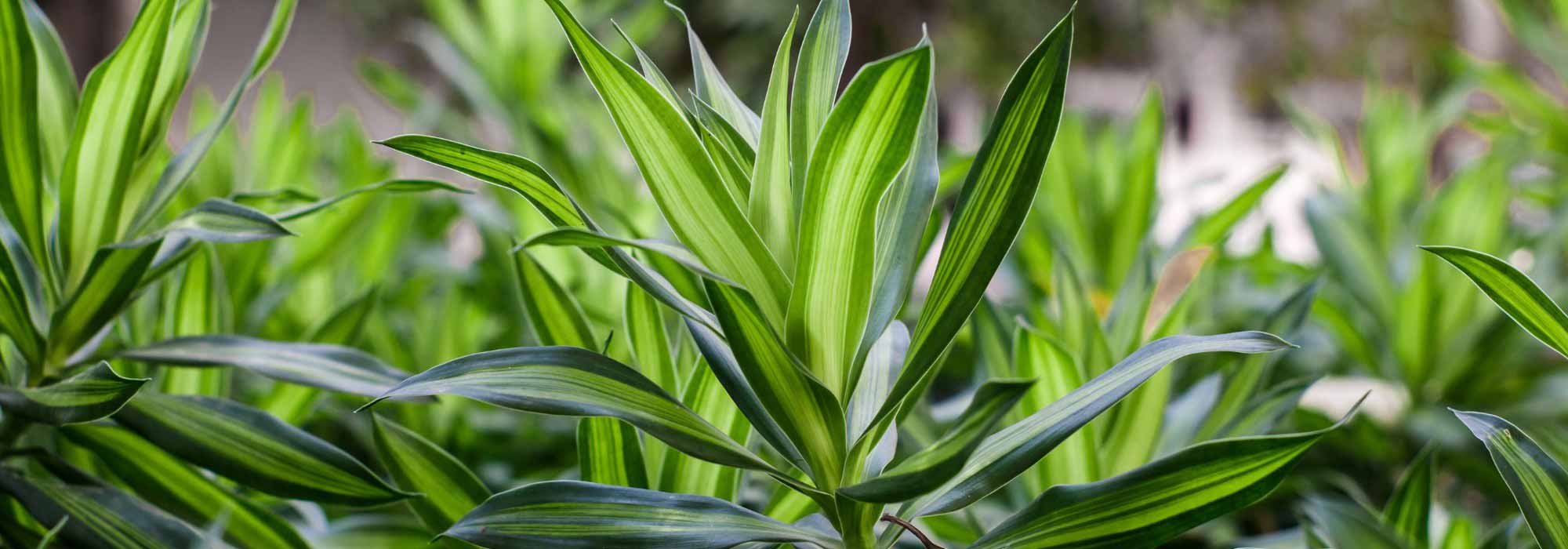 Dracaena (Dragon tree): planting, cultivation, and care
