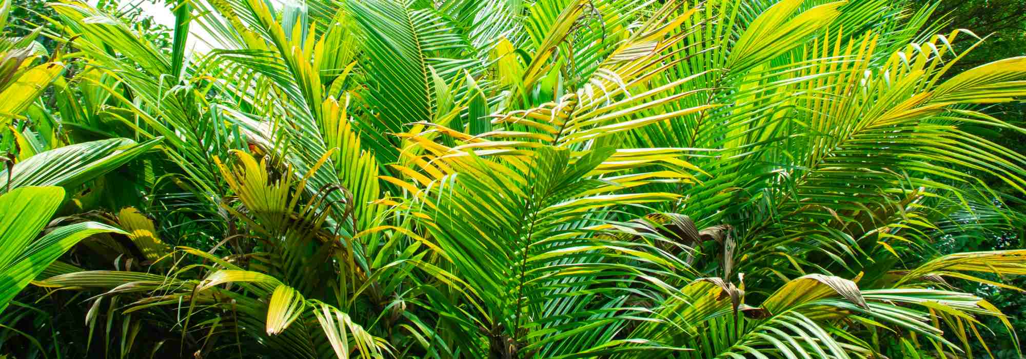 Dypsis - Areca palm: how to grow and care for it ?