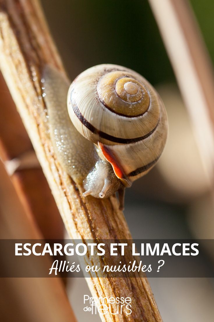 Les escargots de jardin sont des mollusques terrestres appartenant à l'ordre des gastéropodes. Ils sont souvent considérés comme des ravageurs dans les jardins car ils se nourrissent de plantes, en particulier des feuilles et des tiges. Pour protéger vos cultures des escargots, vous pouvez utiliser des méthodes naturelles telles que la pose de barrières physiques, l'utilisation de pièges à bière, ou encore la plantation de végétaux répulsifs. Il est également possible d'opter pour des solutions plus radicales comme l'utilisation de granulés anti-escargots, mais il est recommandé de privilégier des méthodes respectueuses de l'environnement.