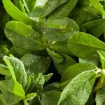 How to grow fenugreek?