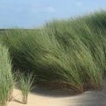 Which grasses to choose for sandy soil?