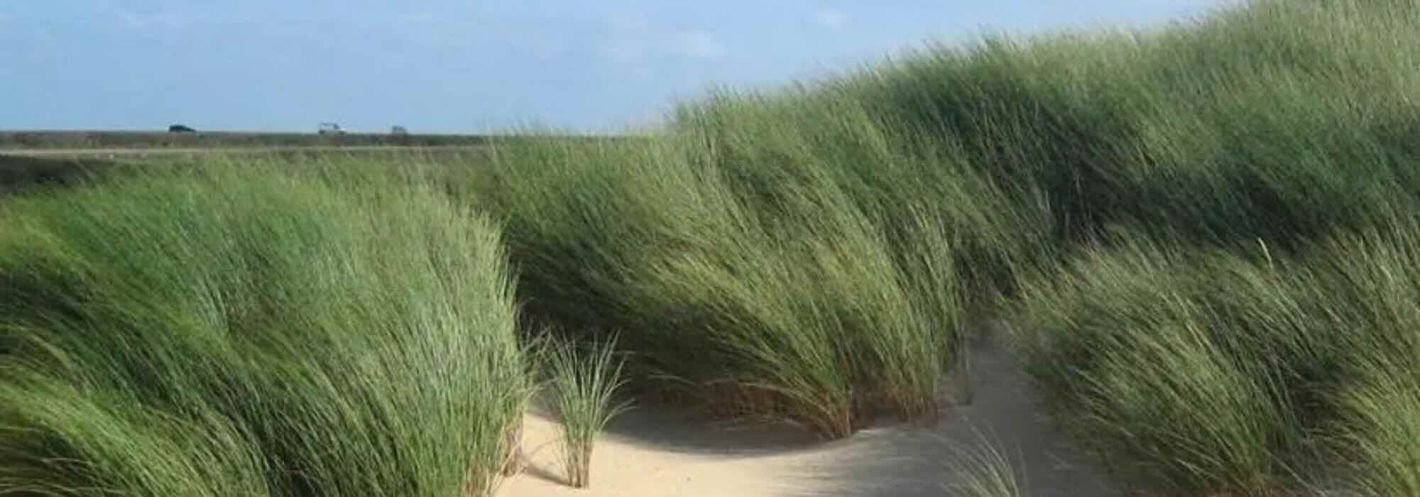 Which grasses to choose for sandy soil?